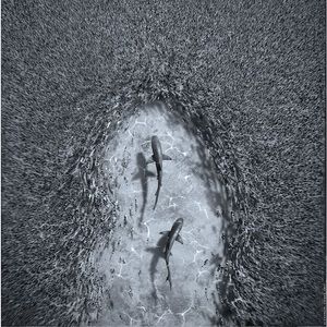 Meet your Posher, Zohra